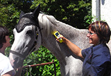 Tieraztpraxis Stehle - Orthopädie / Kennzeichnungsvorschrift fürs Pferd