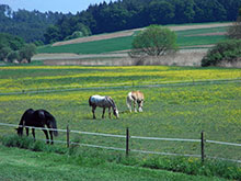 Tieraztpraxis Stehle - Infektionen und Schutzmaßnahmen beim Pferd
