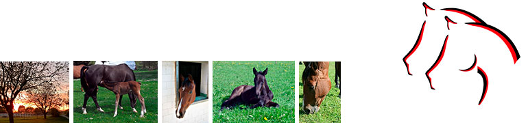 Tieräztliche Praxis für Pferde Dr. Stehle