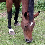 Tieraztpraxis Stehle - Das Equine Metabolische Syndrom
