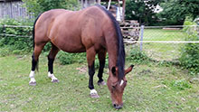 Tieraztpraxis Stehle - Equines Cushing Metabolische (EMS)