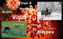 Tieraztpraxis Stehle - Orthopädie / Infektionskrankheiten beim Pferd