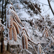 Achtung Frühblüher! 