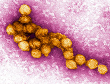 Tieraztpraxis Stehle - West-Nil-Virus