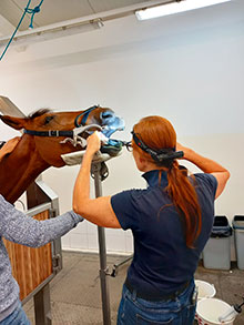 Tieraztpraxis Stehle - Zahnbehandlungen für Pferde
