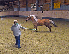 Tieraztpraxis Stehle - Belastungs- und Leistungsprobe beim Pferd