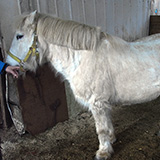 Tieraztpraxis Stehle - Equines Cushing Syndrom (ECS)