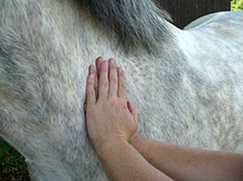 Tieraztpraxis Stehle - Lymphdrainage beim Pferd