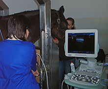 Tieraztpraxis Stehle - Herz- Ultraschalluntersuchungen