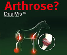Tieraztpraxis Stehle - DualVis - Therapie bei Arthrose