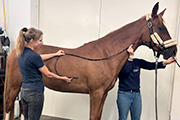Gastroskopie beim Pferd