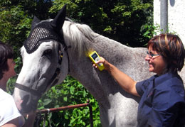 Tieraztpraxis Stehle - Verdauung beim Pferd
