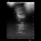 Tieraztpraxis Stehle - Ultraschall / Sonographie